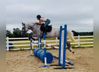 Irish Sport Horse, Stute, 4 Jahre, 164 cm, Apfelschimmel