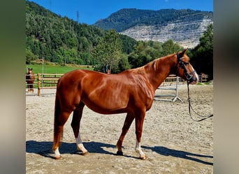 Irish Sport Horse, Stute, 4 Jahre, 164 cm, Fuchs