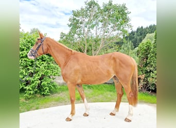 Irish Sport Horse, Stute, 4 Jahre, 164 cm, Fuchs