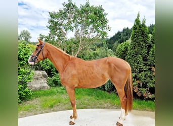 Irish Sport Horse, Stute, 4 Jahre, 164 cm, Fuchs