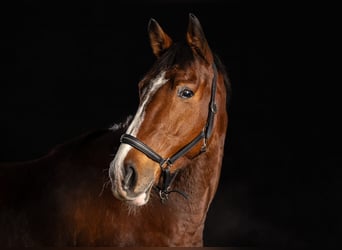 Irish Sport Horse, Stute, 4 Jahre, 165 cm, Brauner