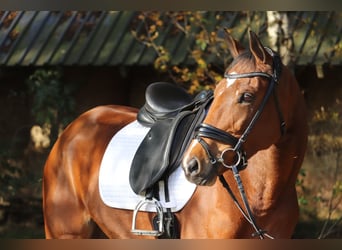 Irish Sport Horse, Stute, 4 Jahre, 165 cm, Brauner