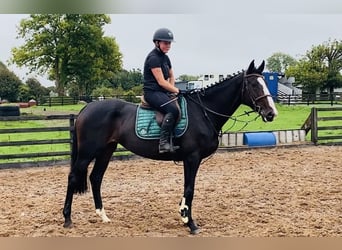 Irish Sport Horse, Stute, 4 Jahre, 165 cm, Rappe
