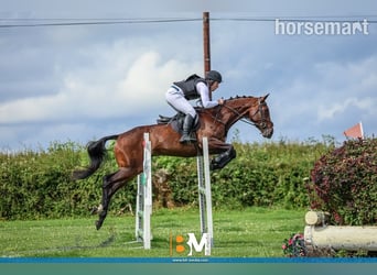 Irish Sport Horse, Stute, 4 Jahre, 165 cm, Rotbrauner