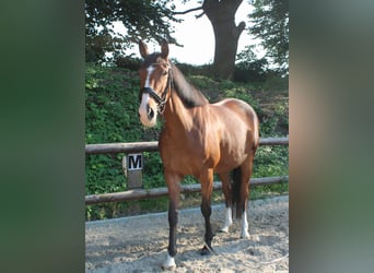 Irish Sport Horse, Stute, 4 Jahre, 166 cm, Brauner