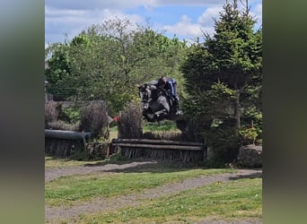 Irish Sport Horse, Stute, 4 Jahre, 166 cm, Rappschimmel