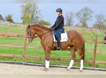 Irish Sport Horse, Stute, 4 Jahre, 167 cm, Rotfuchs