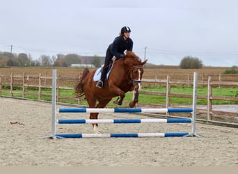 Irish Sport Horse, Stute, 4 Jahre, 167 cm, Rotfuchs