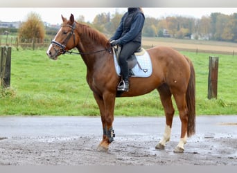 Irish Sport Horse, Stute, 4 Jahre, 167 cm, Rotfuchs