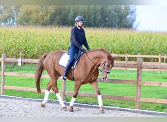 Irish Sport Horse, Stute, 4 Jahre, 167 cm, Rotfuchs