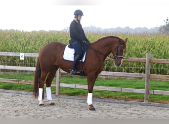 Irish Sport Horse, Stute, 4 Jahre, 167 cm, Rotfuchs