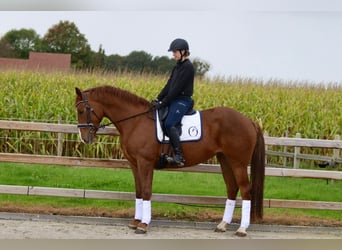 Irish Sport Horse, Stute, 4 Jahre, 167 cm, Rotfuchs