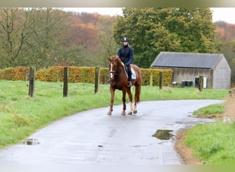 Irish Sport Horse, Stute, 4 Jahre, 167 cm, Rotfuchs