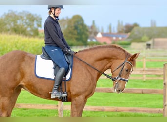 Irish Sport Horse, Stute, 4 Jahre, 167 cm, Rotfuchs