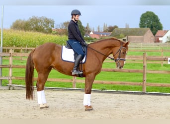 Irish Sport Horse, Stute, 4 Jahre, 167 cm, Rotfuchs