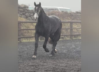 Irish Sport Horse, Stute, 4 Jahre, 167 cm, Schimmel