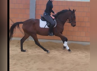 Irish Sport Horse, Stute, 4 Jahre, 168 cm, Brauner