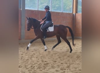 Irish Sport Horse, Stute, 4 Jahre, 168 cm, Brauner