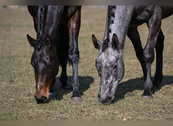 Irish Sport Horse, Stute, 4 Jahre, 169 cm, Kann Schimmel werden