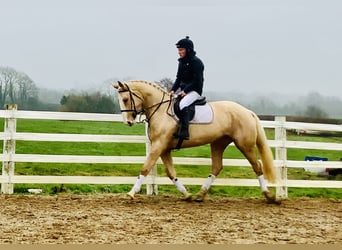 Irish Sport Horse, Stute, 4 Jahre, 172 cm, Palomino