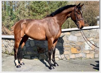 Irish Sport Horse, Stute, 4 Jahre, 174 cm, Dunkelbrauner