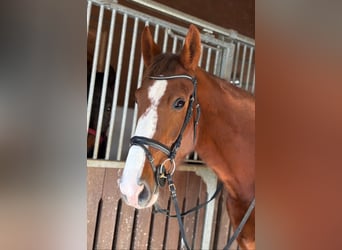 Irish Sport Horse, Stute, 4 Jahre, 175 cm, Dunkelfuchs