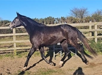 Irish Sport Horse, Stute, 4 Jahre, 176 cm, Schimmel