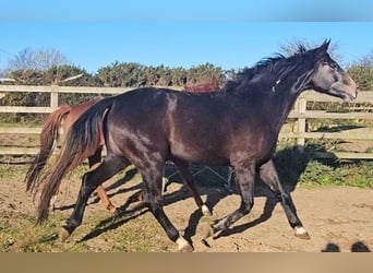 Irish Sport Horse, Stute, 4 Jahre, 176 cm
