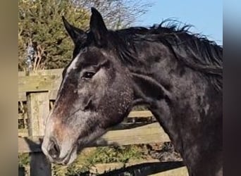 Irish Sport Horse, Stute, 4 Jahre, 176 cm