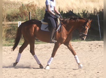 Irish Sport Horse Mix, Stute, 4 Jahre, Dunkelfuchs