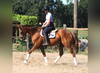 Irish Sport Horse Mix, Stute, 4 Jahre, Dunkelfuchs