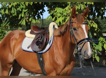 Irish Sport Horse Mix, Stute, 4 Jahre, Dunkelfuchs
