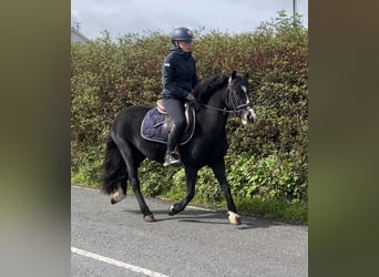 Irish Sport Horse Mix, Stute, 5 Jahre, 138 cm, Brauner
