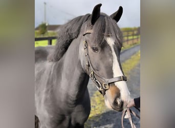 Irish Sport Horse Mix, Stute, 5 Jahre, 138 cm, Brauner