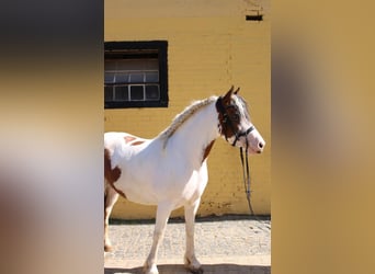 Irish Sport Horse Mix, Stute, 5 Jahre, 145 cm, Schecke