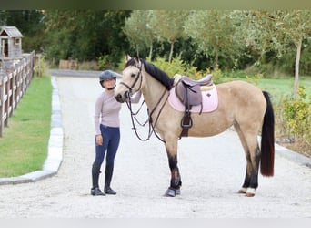 Irish Sport Horse, Stute, 5 Jahre, 151 cm, Falbe Irish Sport Horse, Stute, 5 Jahre, 151 cm, Falbe