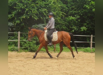 Irish Sport Horse, Stute, 5 Jahre, 152 cm, Brauner
