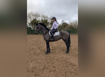 Irish Sport Horse, Stute, 5 Jahre, 152 cm, Dunkelbrauner
