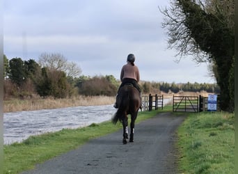 Irish Sport Horse, Stute, 5 Jahre, 152 cm, Dunkelbrauner