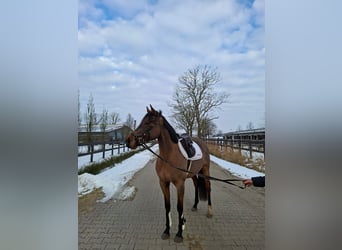 Irish Sport Horse, Stute, 5 Jahre, 154 cm, Brauner