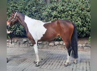 Irish Sport Horse Mix, Stute, 5 Jahre, 154 cm, Schecke