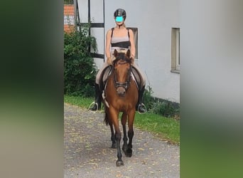 Irish Sport Horse, Stute, 5 Jahre, 155 cm, Brauner