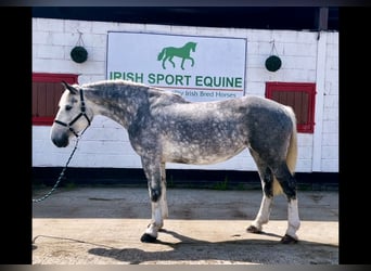 Irish Sport Horse, Stute, 5 Jahre, 157 cm, Apfelschimmel