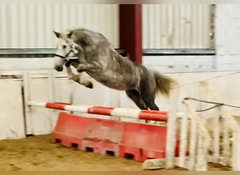 Irish Sport Horse, Stute, 5 Jahre, 157 cm, Apfelschimmel