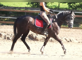 Irish Sport Horse, Stute, 5 Jahre, 157 cm, Rappschimmel