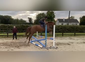 Irish Sport Horse, Stute, 5 Jahre, 158 cm, Dunkelfuchs