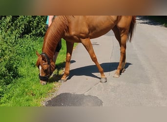 Irish Sport Horse, Stute, 5 Jahre, 158 cm, Fuchs