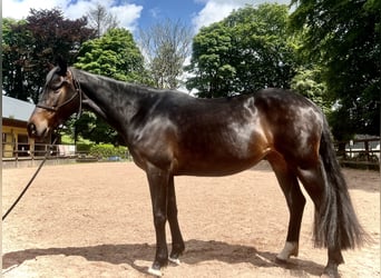 Irish Sport Horse, Stute, 5 Jahre, 158 cm, Rappe