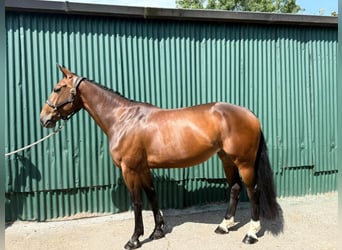 Irish Sport Horse, Stute, 5 Jahre, 158 cm, Rotbrauner