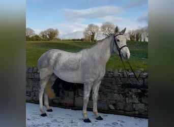 Irish Sport Horse, Stute, 5 Jahre, 158 cm, Schimmel